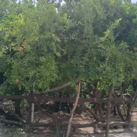 نگهبانی