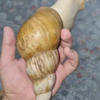 حلزون آچاتینا آفریقایی