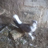 کبوتر|حیوانات|میاندوآب, |دیوار