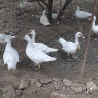 اردک اسراییلی نژاد گوشتی مسکویی سفید