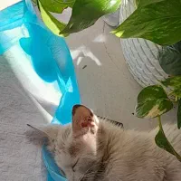 واگذاری  بچه گربه ۲ماهه