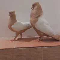 سینه زرد دوکاکله و زرد دم سفید