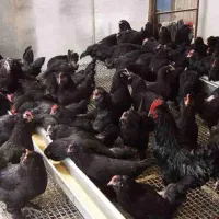 فروش مرغ اصلاح نژادگلپایگان تخم گذار ۸ماهه