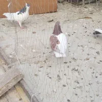 کبوتر رنگی شهرستانی پلاکی