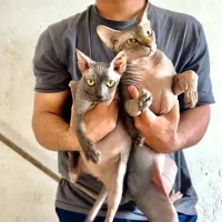 گربه اسفینکس