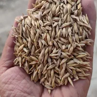 جو دامی بذری