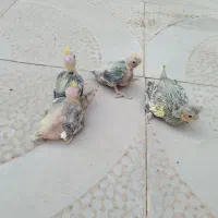 جوجه عروس هلندی
