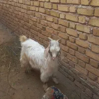 بز غاله نر
