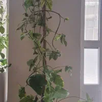 گلهای زیبا
