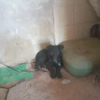 میکس ژرمن و دوبرمن
