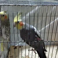 یک جفت و یک جوجه عروس هلندی