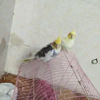 عروس هلندی