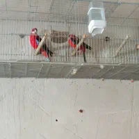 طوطی شکیلا رنگ آتشین