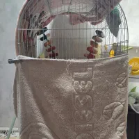 عروس هلندی جفت با قفس و لوازم