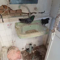 دو کفتر نر جوان آماده