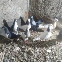 کبوتر|لوازم جانبی حیوانات|فردوس (خراسان), |دیوار