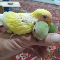 طوطی برزیلی