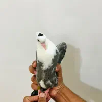 کله سفیدکاکل کلاغ