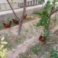 ۴عدد مرغ خانگی تخم گذار رسمی