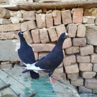 قره سوری