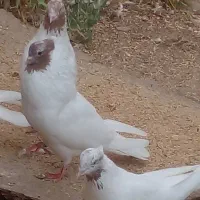 کفتر ماه رو اصل و پرشی