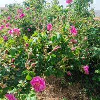 گل محمدی اجاری