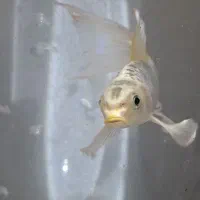 ماهی کوین سوپر باله