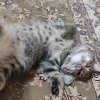 واگذاری بچه گربه DHS