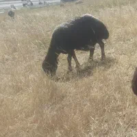 میش وتعدای بره