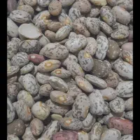 لوبیا چیتی