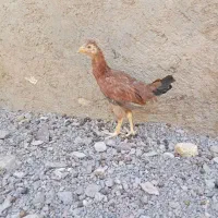 اسباب بازی جوجه محلی
