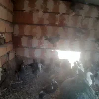 بله 40تایی پلاکی