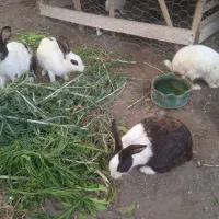 خرگوش خانگی رودان سکل