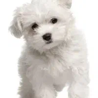 سگ گمشده در خیابان خوجو