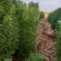 جارو شهرداری
