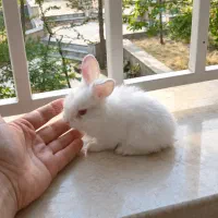 بچه خرگوش