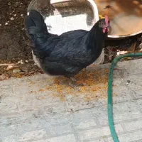 مرغ تخمی