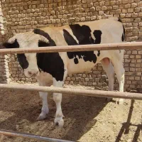 گوساله نر
