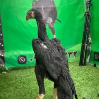 یک جفت جوجه دو ماهه