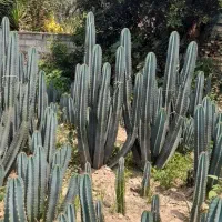 کاکتوس  پریانوس