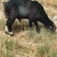 یک بره قوچی نژاد دوقلو