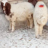 گوسفند‌یا‌بره