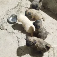 سگ پاکوتاه دورگه