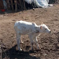 گوساله بیشه