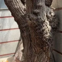 قطع انواع درخت وخرید چوب سقفی به صورت نقدی