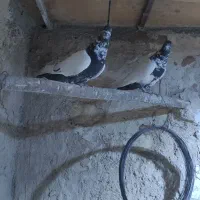 کبوتر