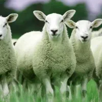 عرضه گوسفند زنده شبانه روز تمام نقاط تهران
