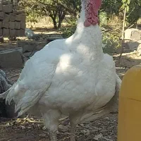 بوقلمون سفید تو باغ بزرگ‌شده کاملا طبیعی