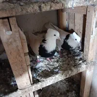کبوتر سالم و سرحال بدون عیب و ایراد