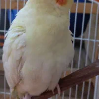 عروس هلندی ماده